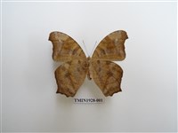 藏品(暮眼蝶)的圖片